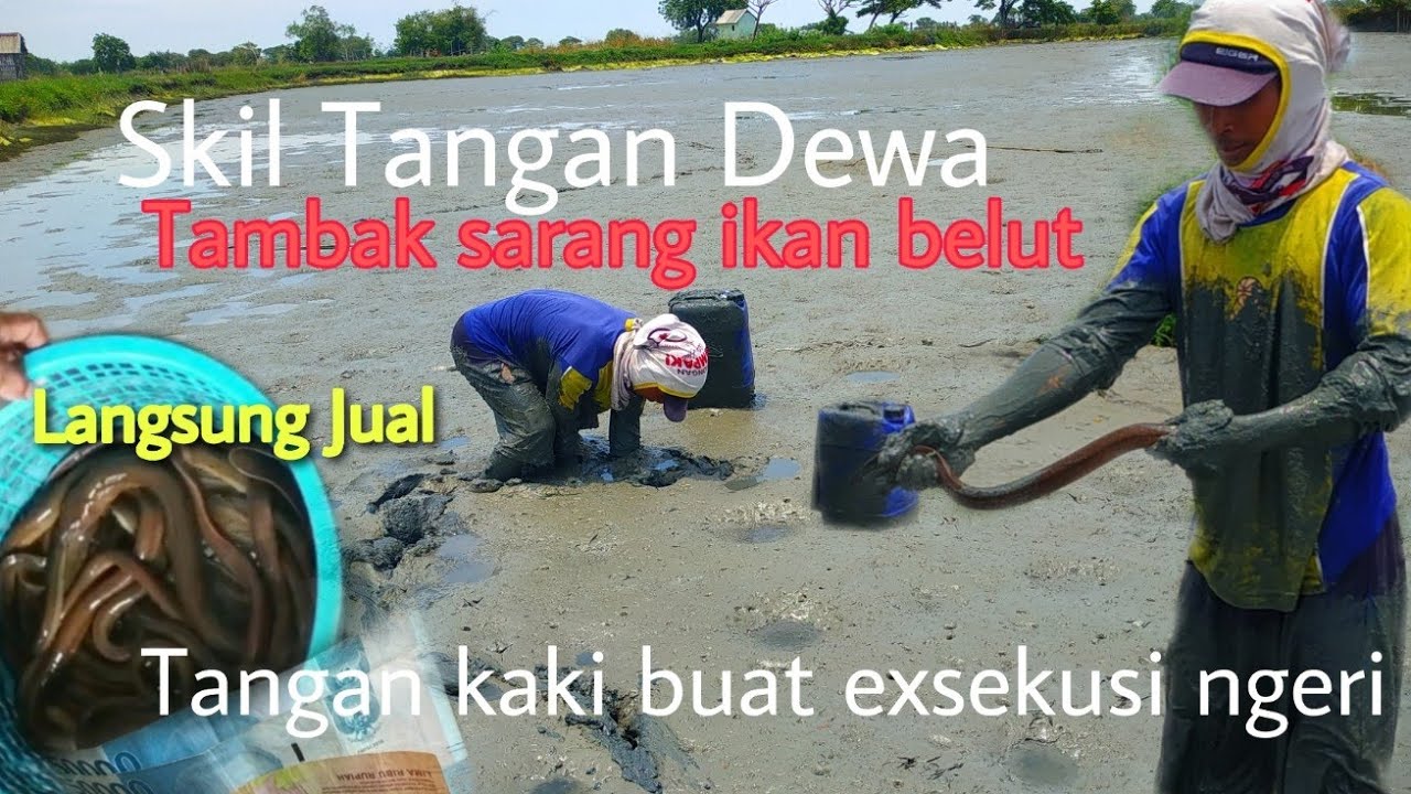 Master ❗Cari ikan Belut sisa panen tambak Bikin yang lewat kagum