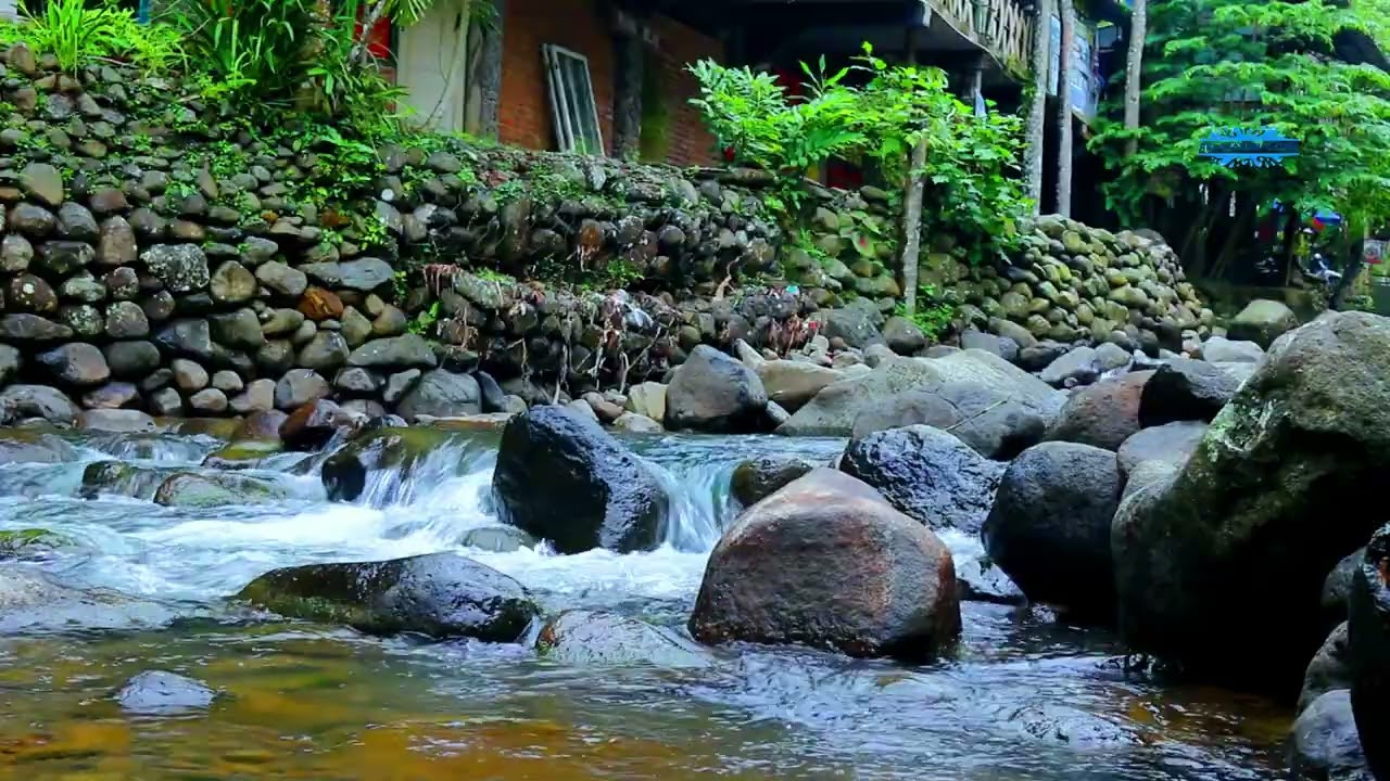 Flowing River and Birds Singing  Deep Sleep Nature Sounds ASMR 😴🌊