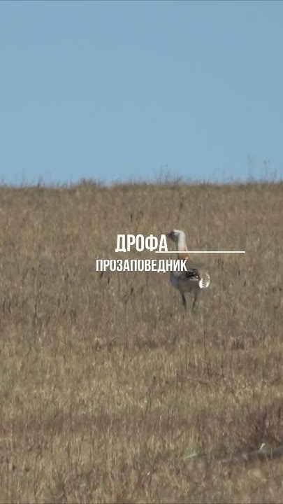 Красная книга РФ. Степная дрофа - YouTube