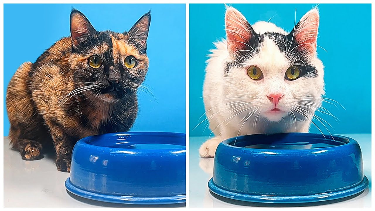 cats drinking water asmr asmr licking water asmr lick PET ASMR