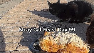 Stray Cat Feast Day 99 by SW 39 views 3 months ago 1 hour