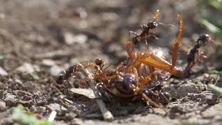 Karınca Belgeseli Toprağın Altındaki Gizli İmparatorluk