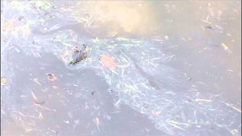 Stormwater Entering a Forebay