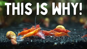 10 Most Common Reasons Why Shrimp Die!