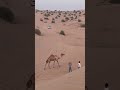Desert Safari 🐪