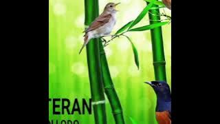 BURUNG SIKATAN LODO MASTERAN MURAI BATU TROTOL & DEWASA FULL GACOR