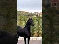 حصان اسود جميل جدا خيل  اكسبلور   الخيل  حصان