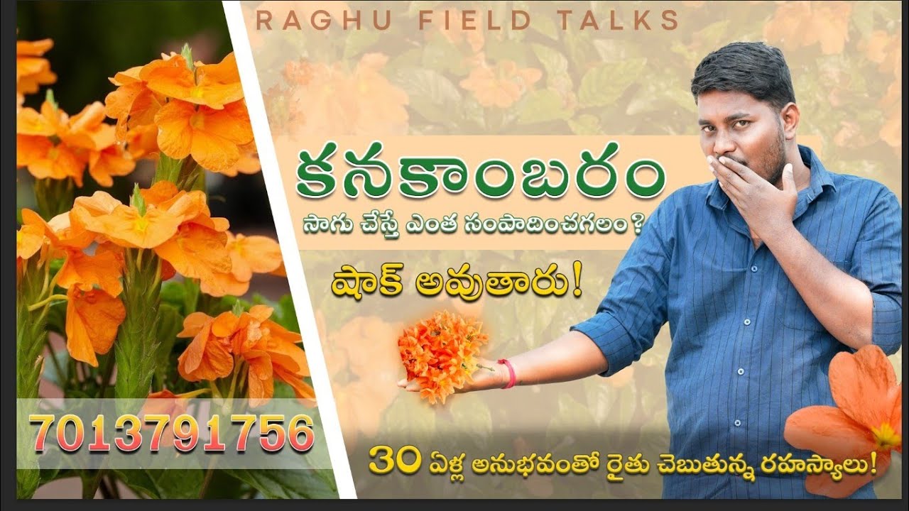  కనకాంబరం సాగు చేస్తే ఎంత సంపాదించగలం? 