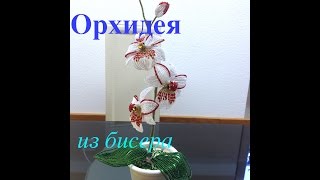 ОРХИДЕЯ ИЗ БИСЕРА. Часть 1/5. Beaded orchid. DIY. БИСЕРОПЛЕТЕНИЕ ДЛЯ НАЧИНАЮЩИХ ОРХИДЕЯ ИЗ БИСЕРА. Часть 1/5. Beaded orchid. DIY. БИСЕРОПЛЕТЕНИЕ ДЛЯ НАЧИНАЮЩИХ