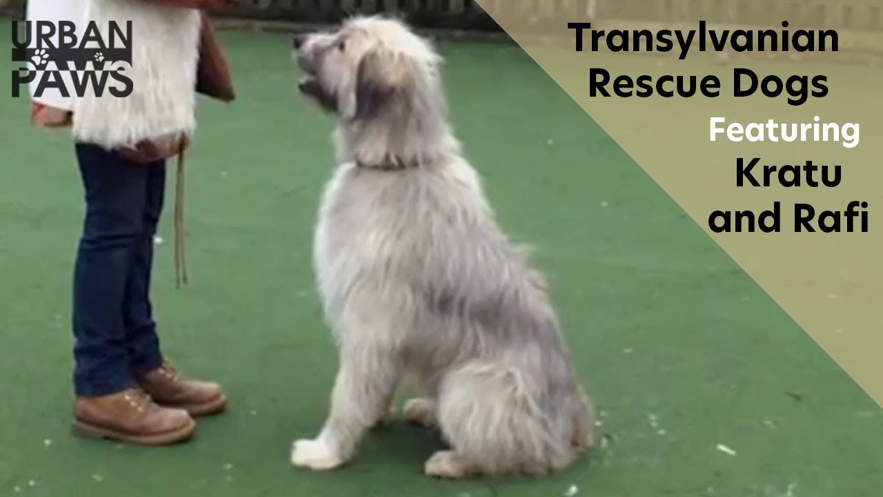 Transylvanian Rescue Dogs featuring Kratu and Rafi