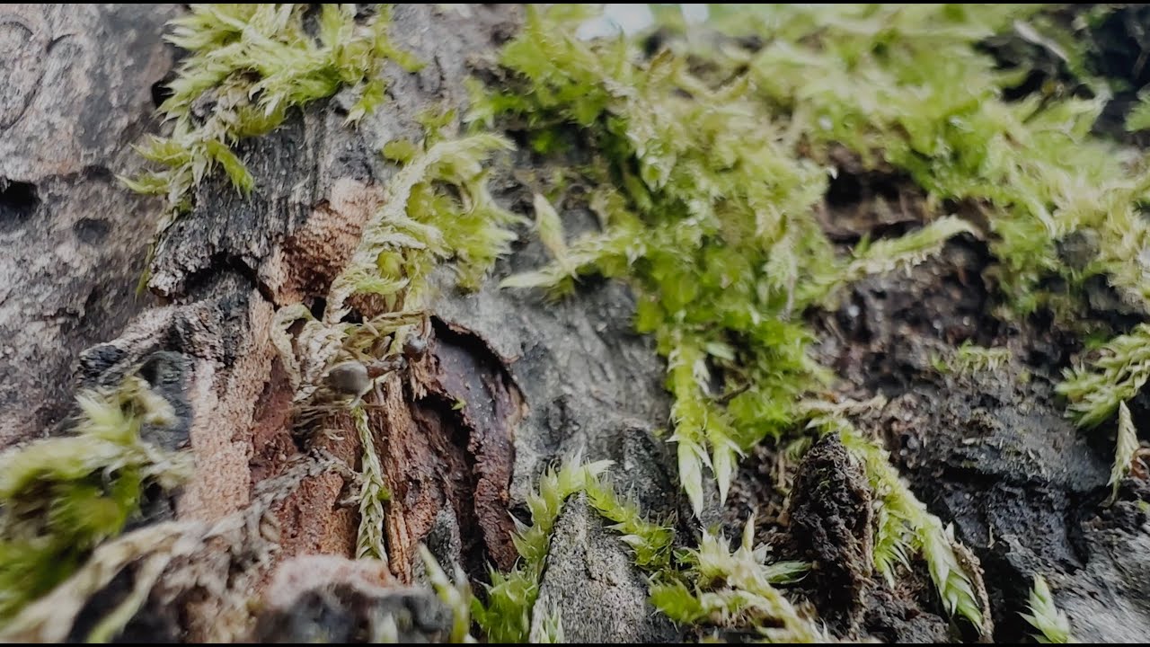 The Forest - Titus Flavius (Music Video)