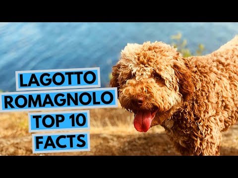 Video: Lagotto Romagnolo Dog Breed Hypoallergenic, Kesihatan Dan Jangka Hayat