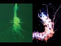 5 Extremely Bizarre Siphonophores Found in the Deep Ocean