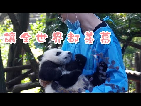 《熊貓早晚安》讓全世界都知道，我抱著最可愛的熊貓 | iPanda熊貓頻道