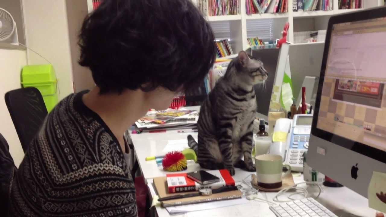 仕事中に邪魔をする猫 猫のいる名古屋のホームページ制作会社 Youtube