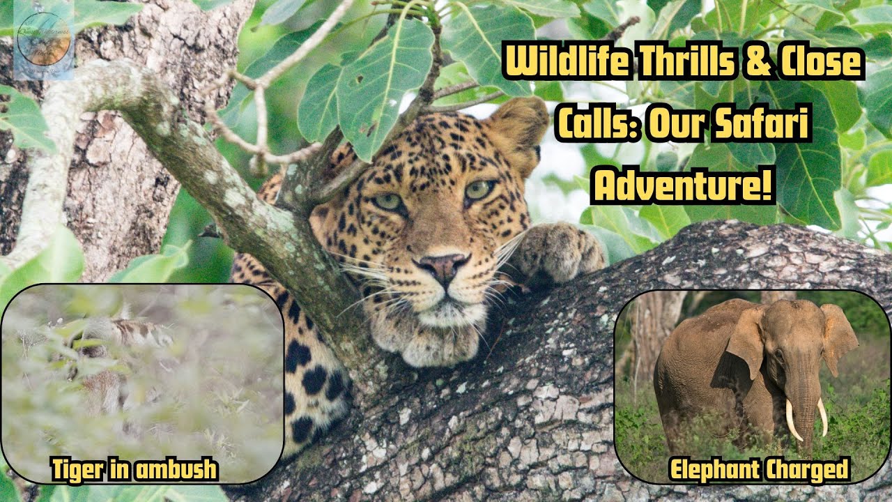 Jungle Safari Adventures | Leopard Special episode in English | Bandipur Tiger Reserve in Karnataka