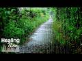 Rain Sounds On A Quiet Path Help You Forget Your Worries Fast Sleep Relaxation Meditation ASMR