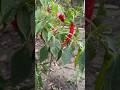 Перец Подарок Молдовы и Астраханский #огород #садоводство #сад #урожай