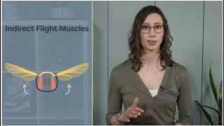 Module 04.07 Insect Flight Muscles | mechanism |  entomology lectures | notes |  entomological hub