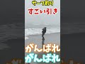 宮城のサーフでワタリガニが釣れまくり!! #shorts #釣り#ワタリガニ