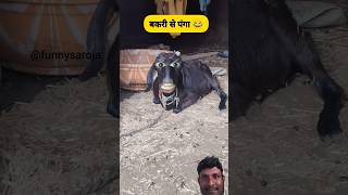 बकरी से पंगा #funny #shilpisaroja#thetharpuns #comedy