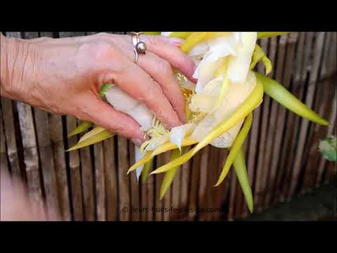 la fécondation de la fleur de Pythaya blanc par le pollen du pythaya rouge