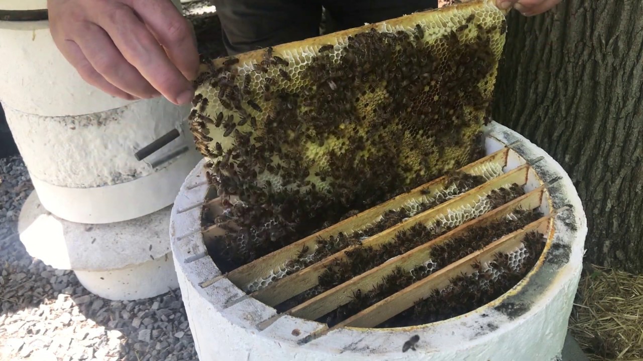 Ouverture d'une ruche Veuille