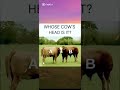 Comment Your Answer‼️ #cow #animals #quiz #viral #memes #shorts
