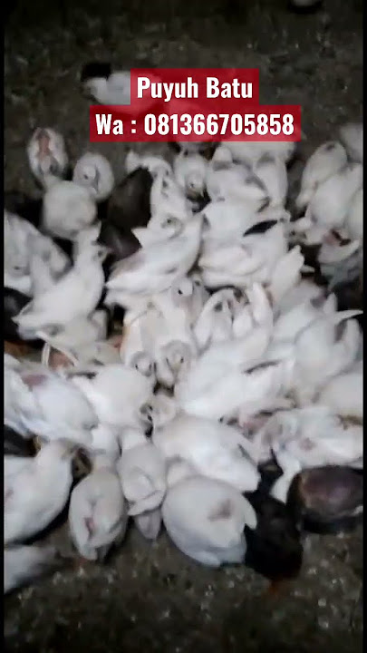 Puyuh Batu #aviarybirds #bird #aviary #puyuh #puyuhhutan