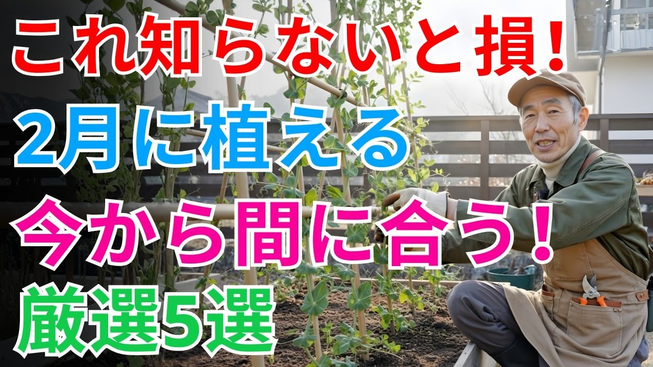【絶対失敗しない】【2月に植える】今すぐ決めて！育ててよかった厳選野菜5品♪春が一気に楽になる意外な野菜も～初心者・プランター家庭菜園～後半5品 【2月家庭菜園】 【初心者向け野菜】 【春収穫準備】