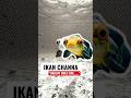 Makhluk Yang Ditakuti Semua Ikan? Inilah Ikan Channa #ikan #ikanchanna