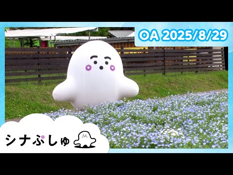 シナぷしゅch - YouTube