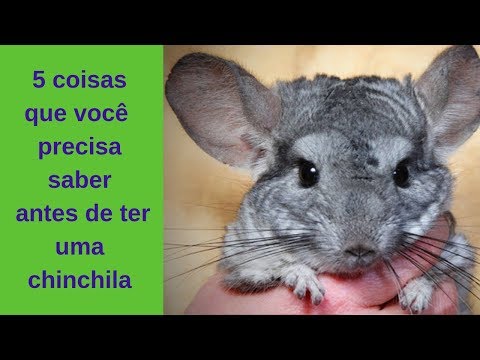 Vídeo: Como Determinar A Idade De Uma Chinchila