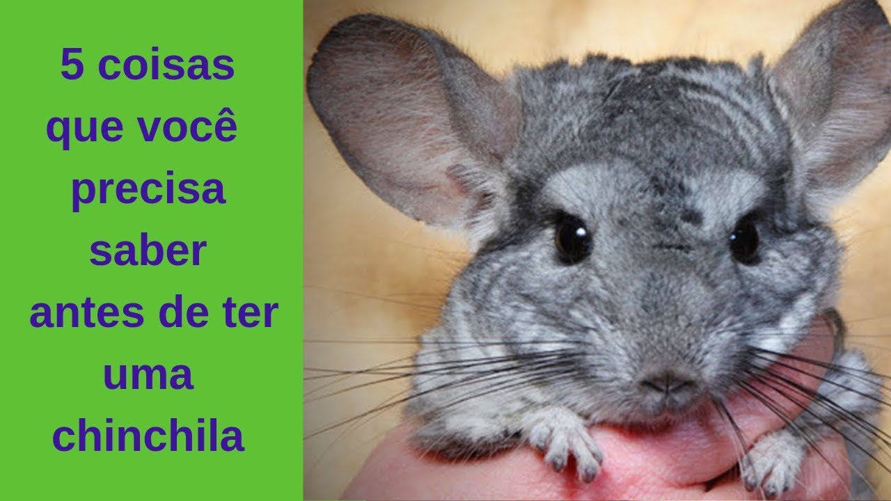 5 coisas que você precisa saber antes de ter uma chinchila - YouTube