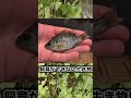 ブルーギルの仲間飼育始めました #釣り