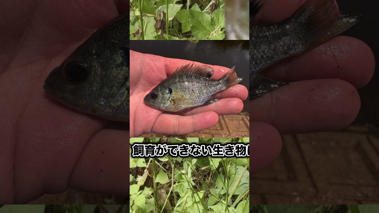 ブルーギルの仲間飼育始めました #釣り