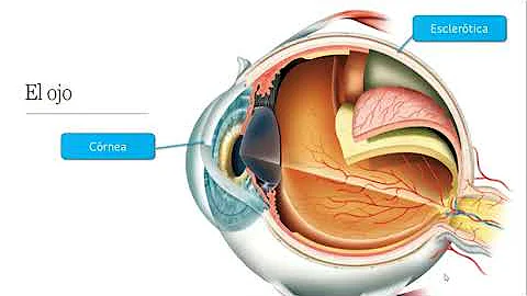 ¿Cómo funcionan los receptores del ojo?