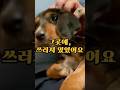 사람들이 외면한 그곳 나는 멈출 수 없었습니다 Everyone Passed By But I Couldn't Just Walk Away #강아지구조 #dogrescue