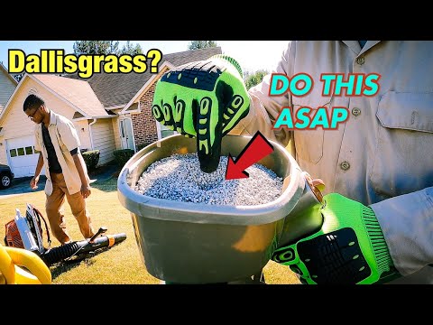 วีดีโอ: Dallisgrass Control - วิธีฆ่า Dallisgrass