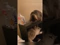 Cute meow cats 😻💞😻#cat #catlover #cute #kitten #meow #viralvideo #viralshorts