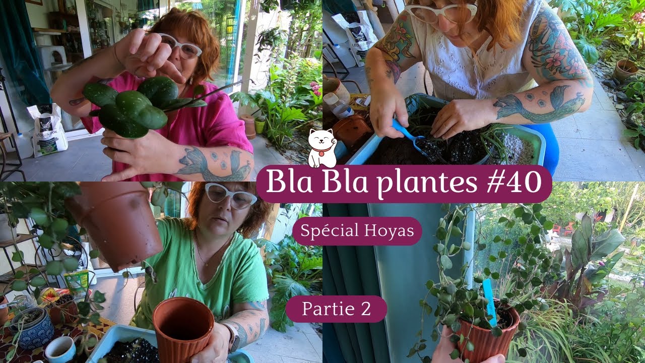 BLA BLA PLANTE #40 spécial HOYAS🌿partie 2🌿 Je parle aussi de mes erreurs😅