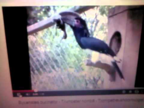 hornbill ch 3 summary Dramatic Trumpeter Hornbill