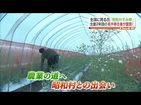 「移住してよかった…」特産の昭和かすみ草を支える若い農家【福島県】 (2023年9月21日)