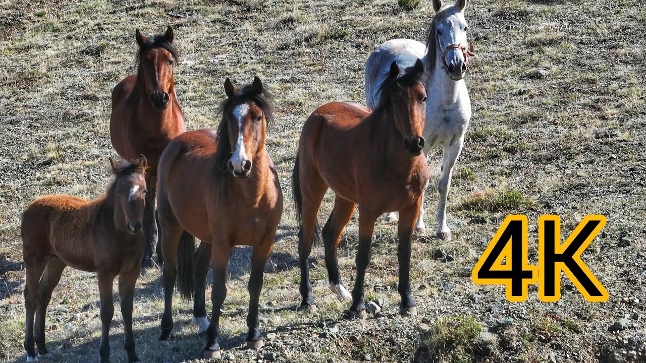 DAĞKEÇİLERİNİ ARARKEN ÖNÜMÜZE YILKI ATLARI ÇIKTI ~ERKEK AT BİZE GEÇİT VERMEDİ ~MUNZURLARIN ZİRVESİ