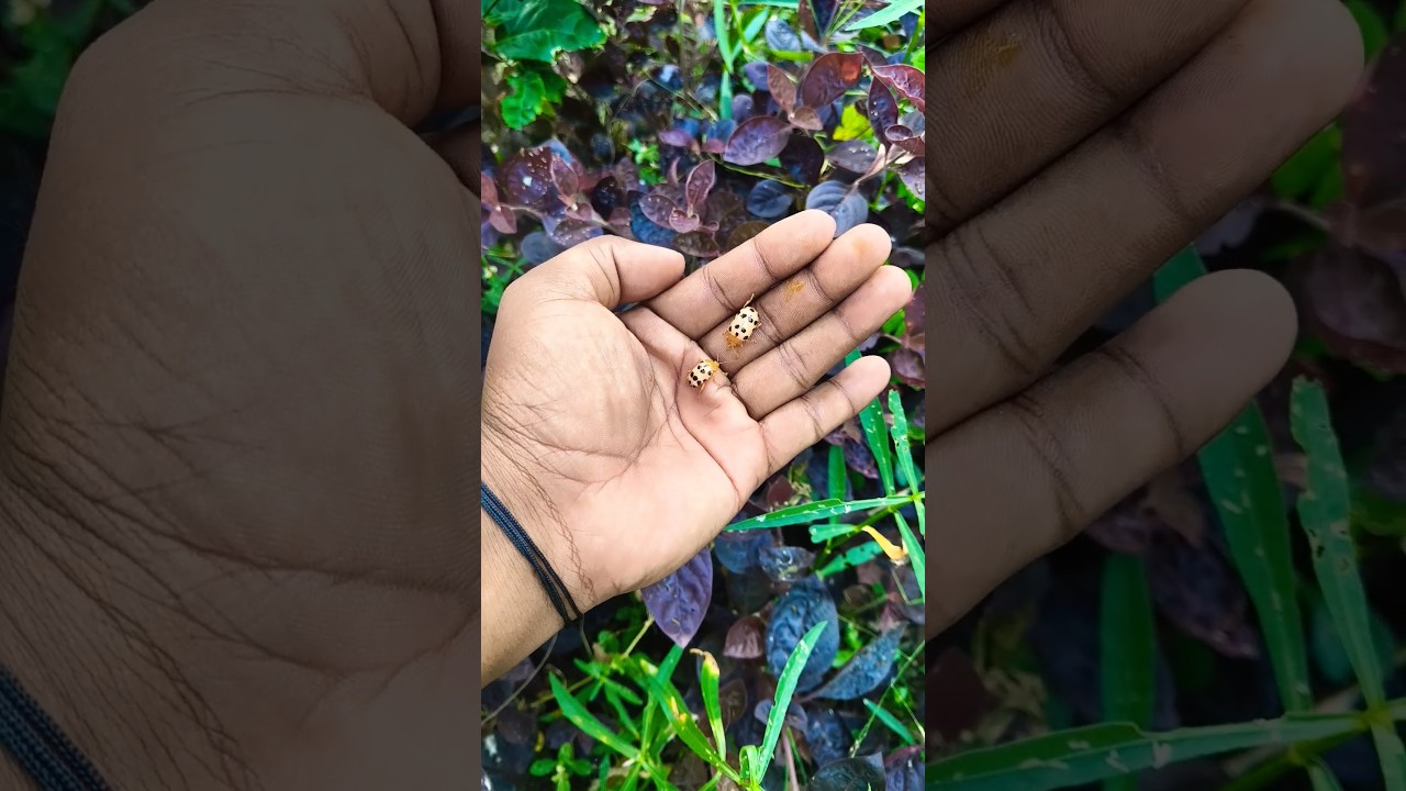 the largest shiny beetle I have ever found ofits kind 🪲