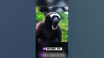 twitch.tv/butcher_fps #csgo #fpsgames #csgoclips #cs2 #cs2clips  #csgomemes #csgofunny