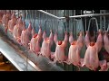 The chicken you eat may not have walked more than three meters in its entire life.