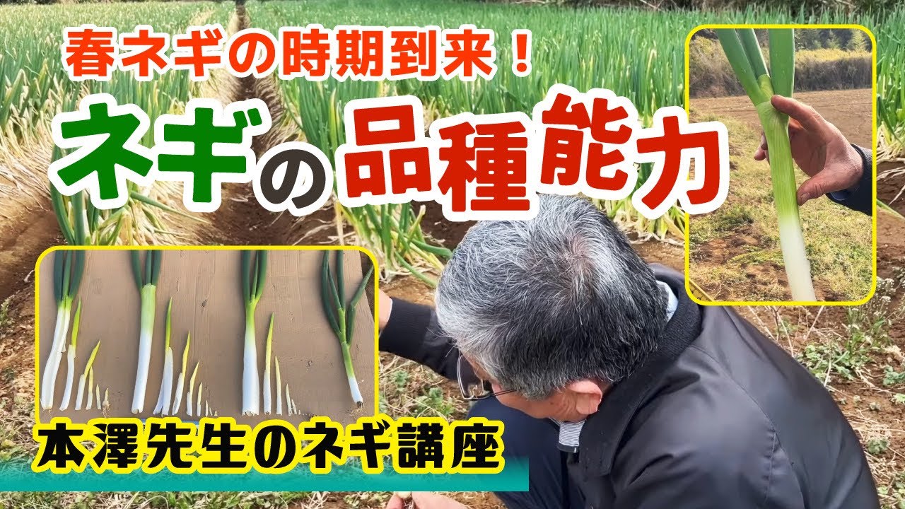 【来春のお勧め品種！】ネギの品種・能力に合わせた管理方法　たねのハシモトミヤ