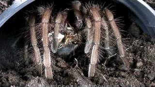 Tarantula Compilation 12