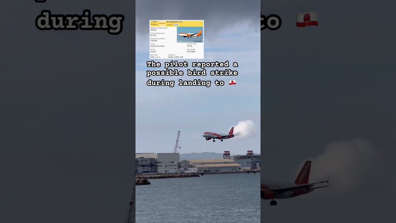 Возможное столкновение с птицами, взлетно-посадочная полоса 09 на Гибралтаре, посадка easyJet из ...